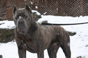 old world's one last vandal